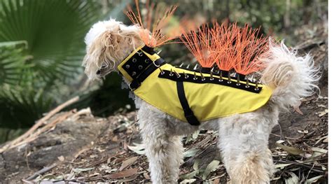 dog coyote vest