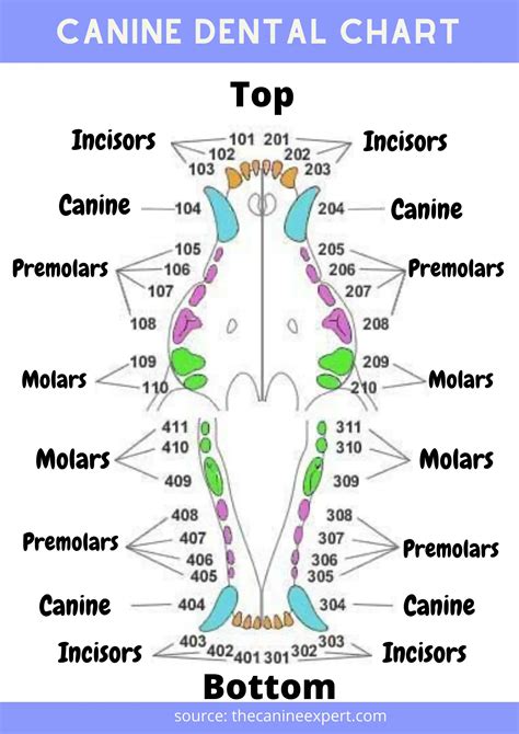 Dog Dental Chart Numbers