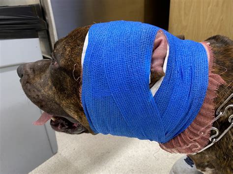 dog ear hematoma treatment