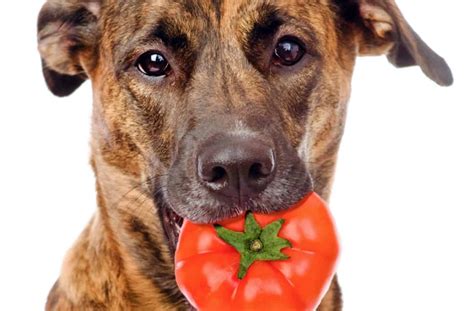 dog eat tomato