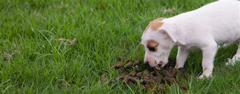 dog eating his own poop