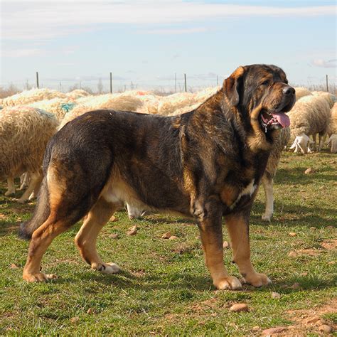 dog en español