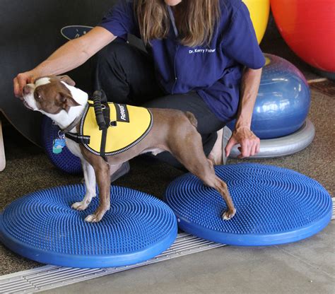 dog exercise equipment