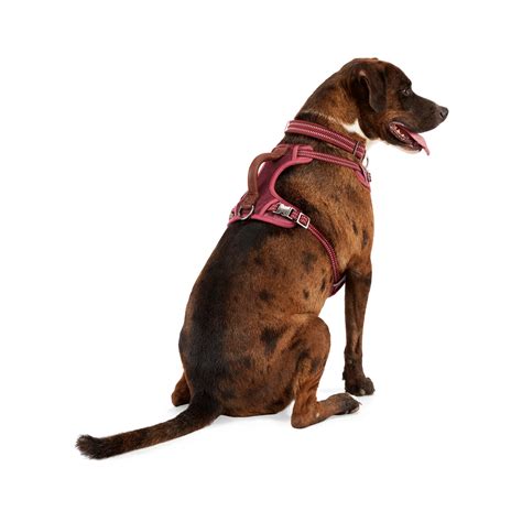 dog harness petco