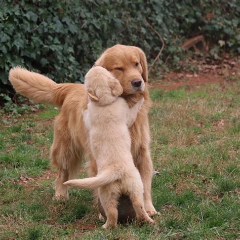 dog hug