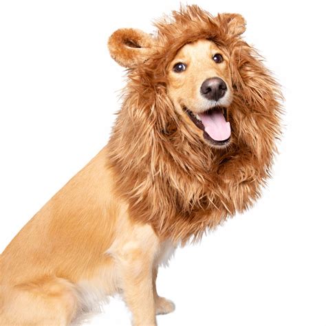 dog in lion costume