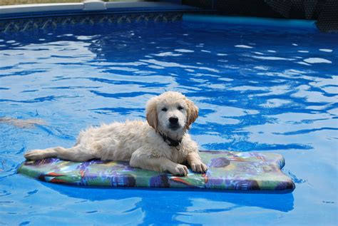 dog in pool