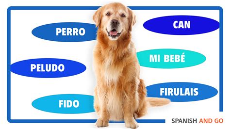 dog in spanish