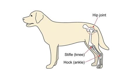 dog limping rear leg