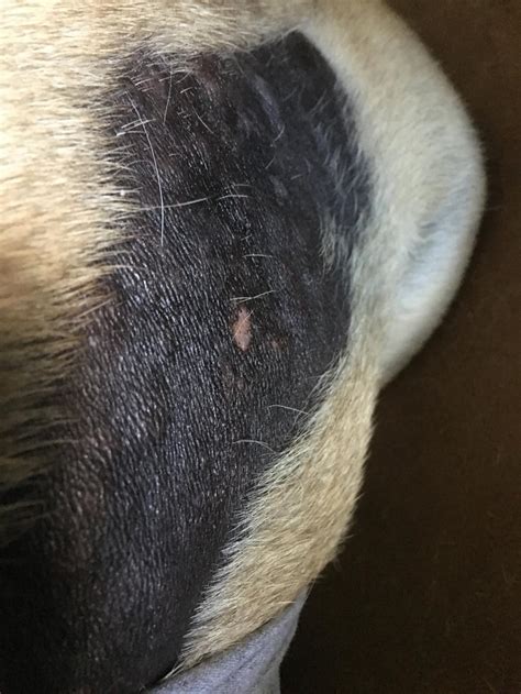 dog missing fur at neck