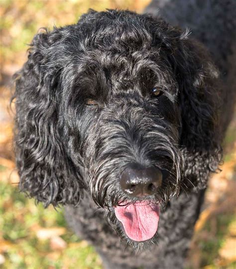 dog mix poodle labrador