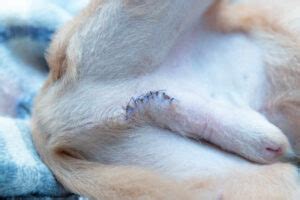 dog neuter incision