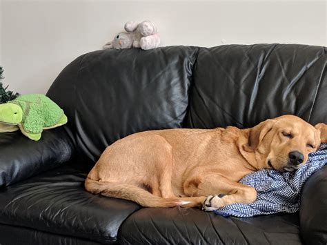 dog on couch