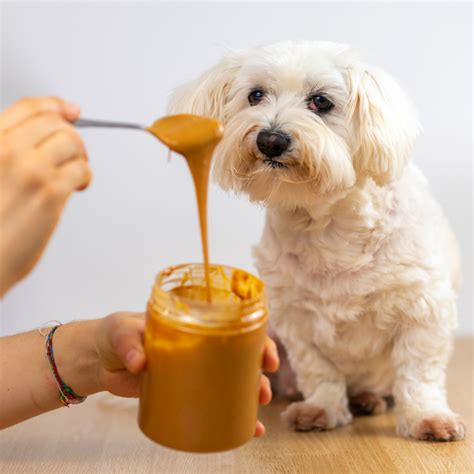 dog peanut butter