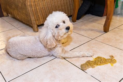 dog puking up food