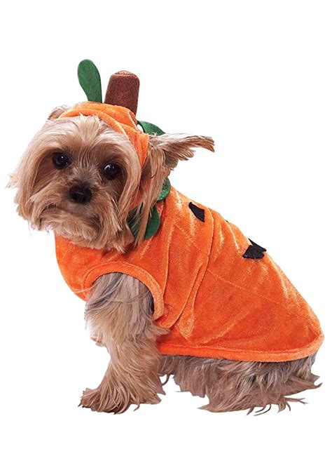 dog pumpkin costume