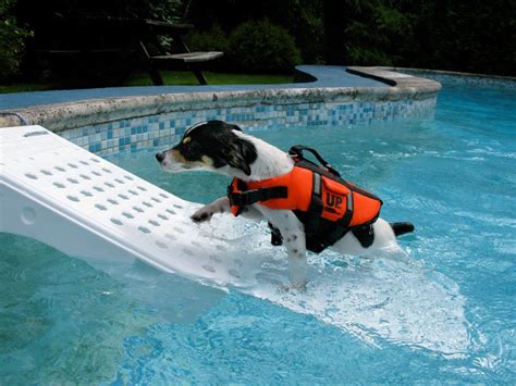 dog ramp for pool