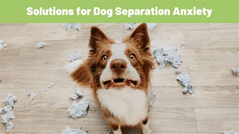 dog separation anxiety separation treatment Doc