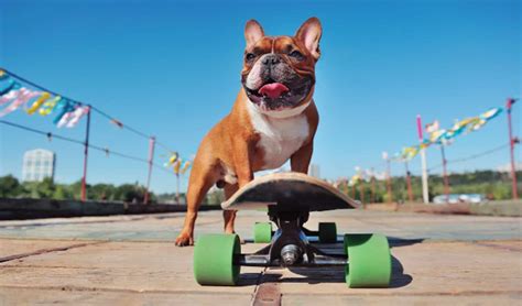 dog skateboard