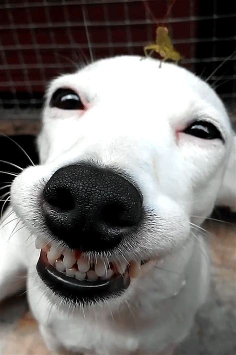 dog smiling gif