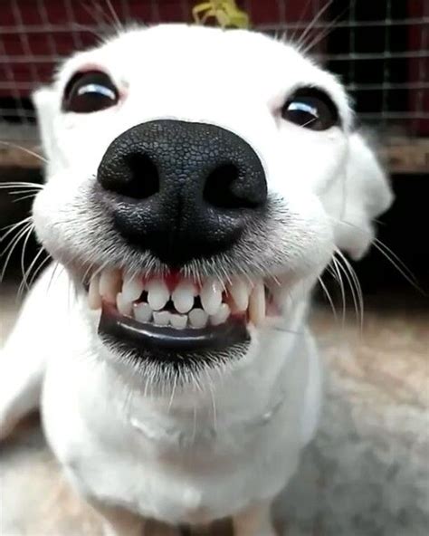 dog smiling with teeth