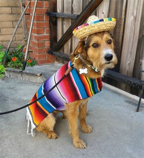 dog sombrero