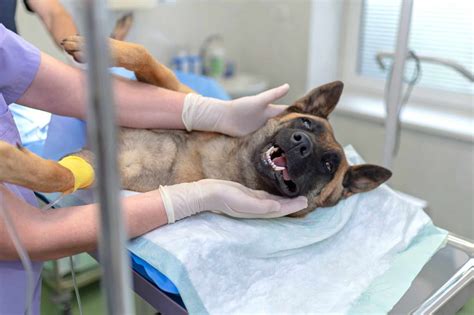 dog spay procedure