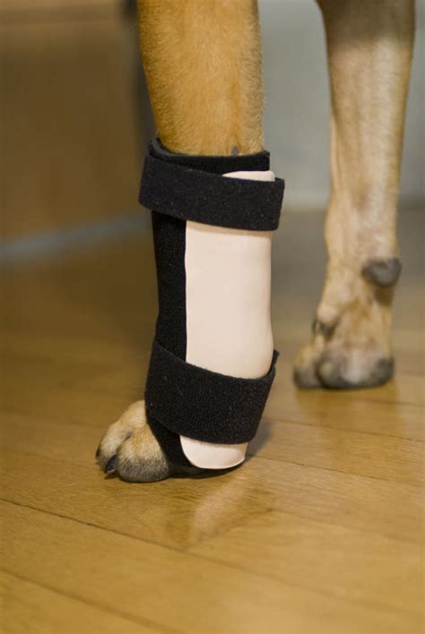 dog splint