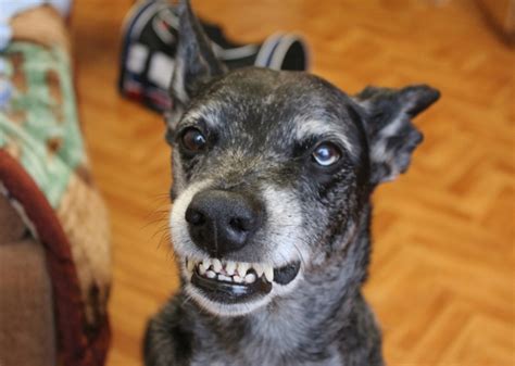 dog submissive grin