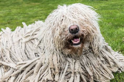 dog that looks like a mop