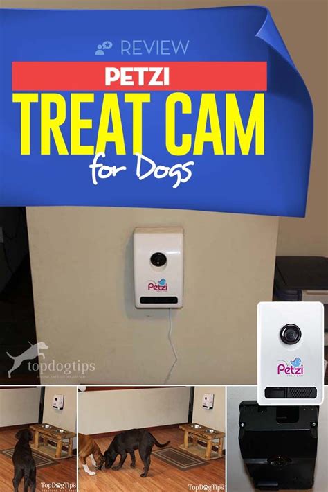 dog treat cam