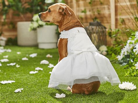 dog wedding dresses