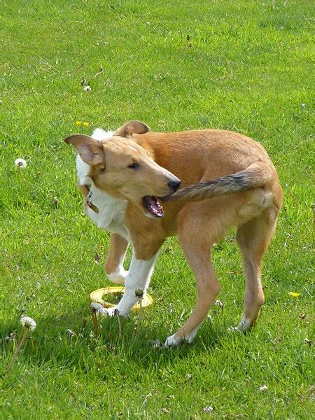 dog who chased his tail Kindle Editon