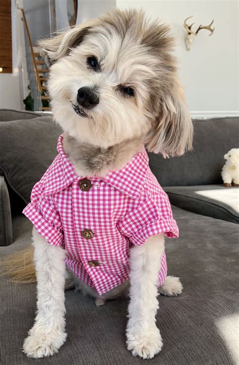 dog with outfits