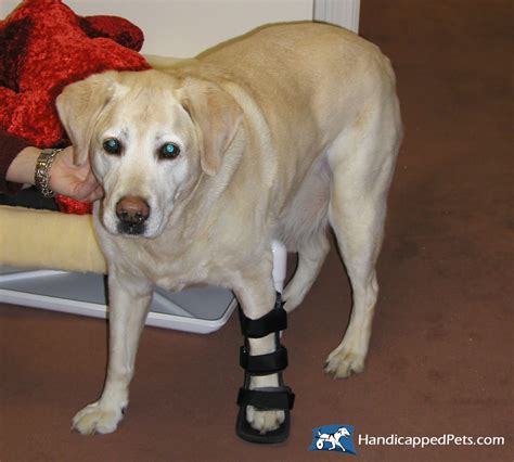 dog with splint