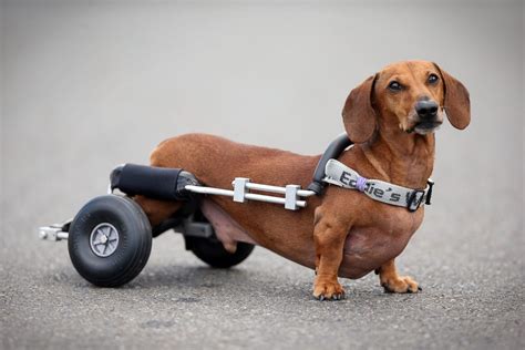 dog with wheels