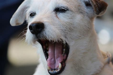 dog yawning meaning