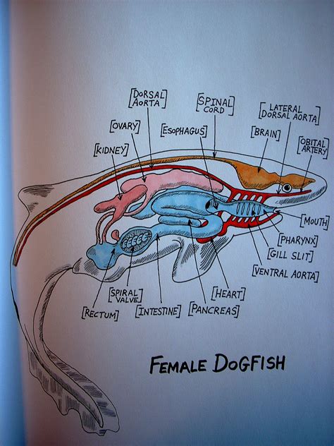 dogfish shark dissection diagram study guide Reader