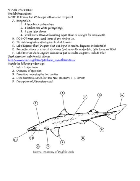 dogfish shark dissection diagram study guide Reader