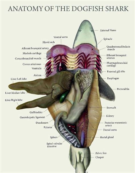 dogfish shark dissection guide PDF