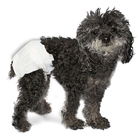 doggie diapers