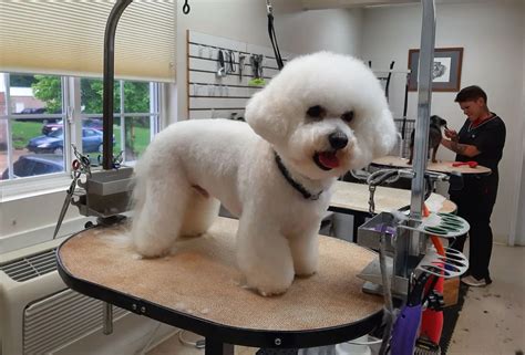 doggie styles pet grooming