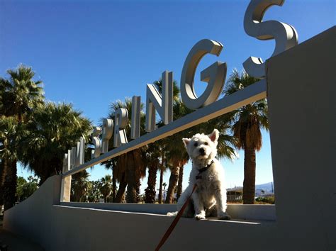 doggies r dope palm springs