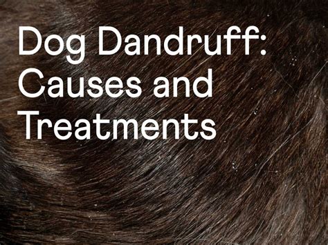 doggy dandruff