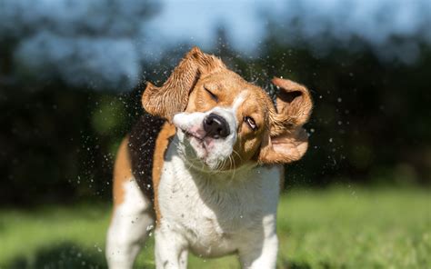 doggy shake