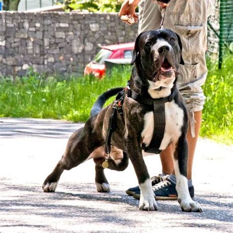 dogo argentino cane corso mix