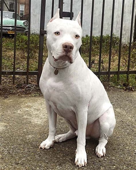 dogo argentino pit mix