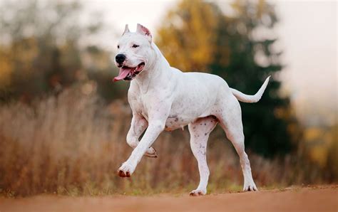 dogo argentino weight