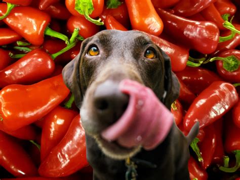 dogs and bell peppers