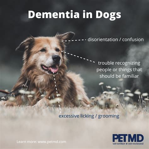 dogs and dementia